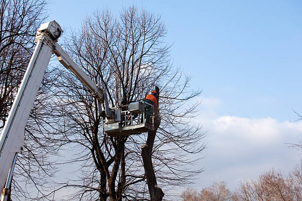 Trusted Pitman, NJ Tree Care Experts